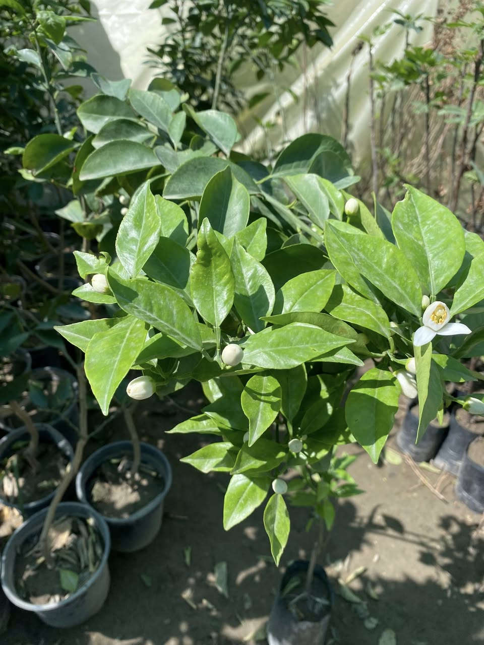 تحية طيبة 
يتوفر لدينا برتقال عراقي مطعم تزهير عالي ارتفاع 170 وفوك
مشتل المهندس 
المشخاب-الدبينية-مقابل مدرسة الذكوات 
***********
