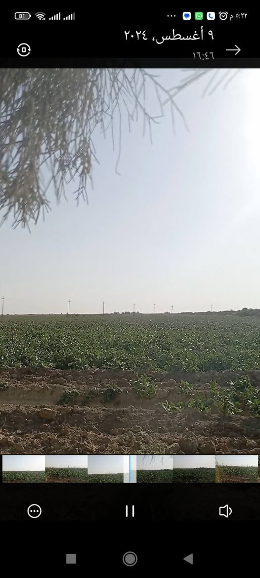 ارض زراعية للبيع في قضاء الحي السايح مشروع ابو دبس 30 دونم سعر الدونم مليون وسبعمائة الف هي والزرع حاليا مزروعة حنطة ماء +كهرباء متوفر للاستفسار ***********
