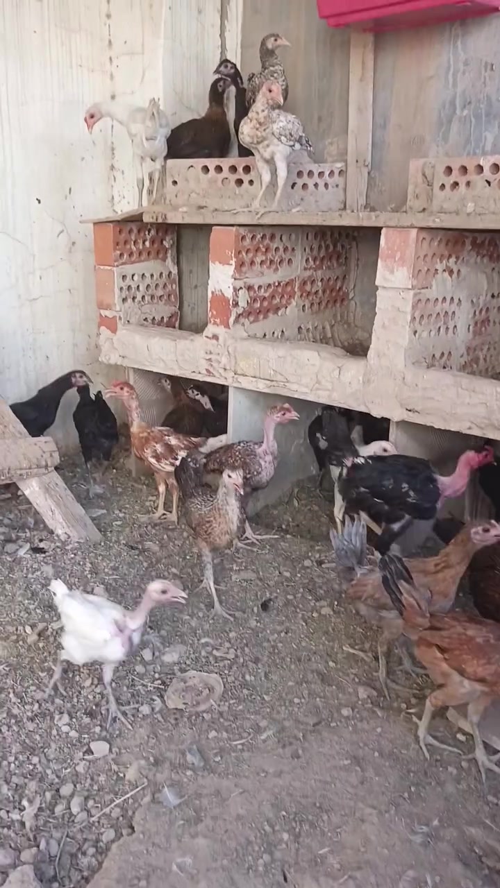 دجاج  عرب شرط كلهن الكثر عليبي كله خشن ونضيف شرط ملقحات لقاح رباعي الله شاهد عدد ٥٥ بيهن ٥ ديوكي فقط عمرهن ٤ اشهر ونص وبيهن كم واحد عمر ٣ اشهر واقل سعر الزوج ١٧ مكان شهربان
دجاج  عرب شرط كلهن الكثر عليبي كله خشن ونضيف شرط ملقحات لقاح رباعي الله شاهد عدد ٥٥ بيهن ٥ ديوكي فقط عمرهن ٤ اشهر ونص وبيهن كم واحد عمر ٣ اشهر واقل مكان شهربان
***********
