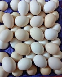 بيض ملقح • ٣ طبقات • سدة الهندية
