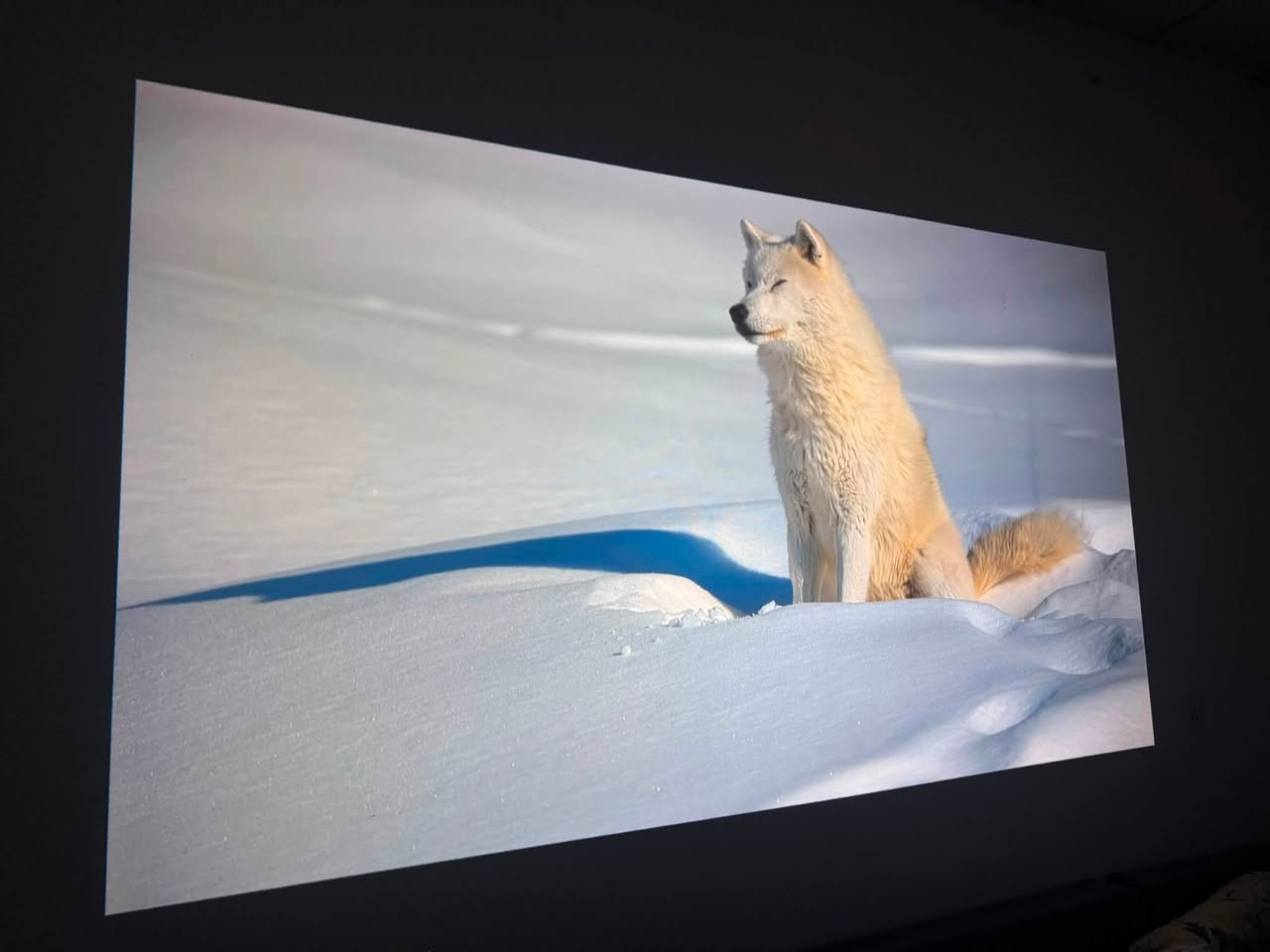 بروجكتر TOPTRO X9 الأصلي
من افضل الداتا شوات 

إذا تدور على سينما بالبيت وصورة واضحة وصوت حقيقي،فهذا الجهاز يعجبك ومضبوط 100%

(السطوع): 1500 ANSI Lumens – إضاءته كلش قوية وعالية

دقة الصورة: Full HD 1080p حقيقية ونقية، ويدعم تشغيل فيديوهات 4K والألوان شي راقي 

النظام الصوتي (الصوت):
 سماعات قوية بصوت سينمائي ونقي
 يدعم نظام Dolby Audio المعتمد
 بيهه ميزة Bass Boost لتقوية البص والتضخيم، مع توزيع صوت ستيريو محيطي (Stereo Field)

الضبط والتركيز التلقائي:
 Auto Focus: يصفّي الصورة ويركزها لوحده بدون ما تتعب وتعدل بيدك.
 Auto Keystone: يعدل زوايا وأبعاد الشاشة تلقائياً.

المنافذ: يحتوي على منافذ HDMI و USB ومنفذ للصوت.

لمواصفات إضافية وفيديو عن داتا شو 

للطلب أو الاستفسار
راسلنا على الخاص أو 
واتساب: ⁠***********
