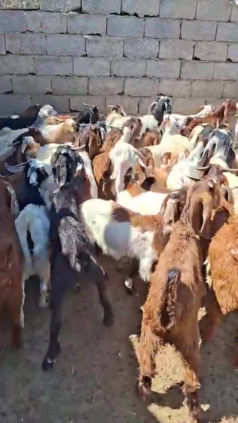 #صخول***********
*********** كشاتير العدد 56سعر مناسب علق بتم يوصلك السعر فوري
