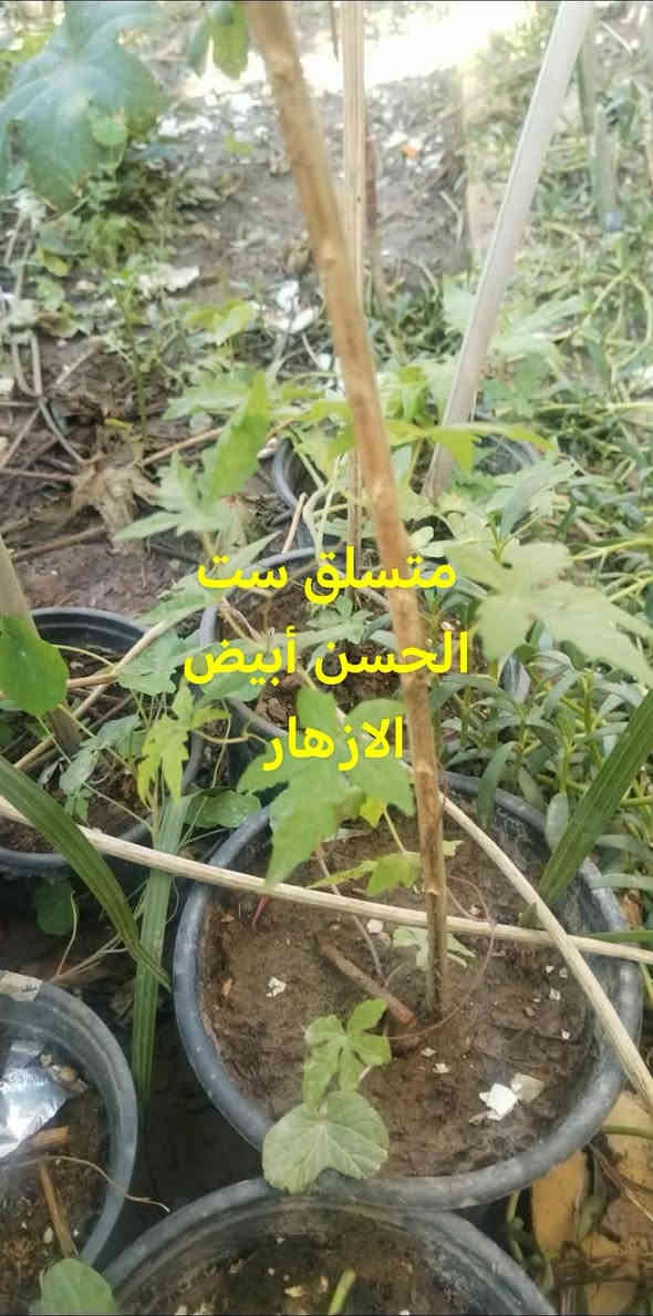 متاح لدينا شتلات وبذور و اسمده

متسلق البطاطا الحلوه
متسلق أبو خنجر الاتيني عطري 
متسلق مجد الصباح البنفسجي
متسلق ست الحسن
لاله عباس عطري
التين الشوكي الصبار
ورد الصباح العراقي الوان 

وكذالك متوفر اسمده
سماد الهيومك اسيد سائل
سماد اليوريا حبيبات
سماد شيلات الحديد بودره
سماد الداب حبيبات
سماد ال  npk 202020  حبيبات

لطلب والحجز واتساب *********** السماوه أو مراسلة الصفحه يوجد خدمة توصيل طلبات داخل السماوه لباب البيت أنواع البذور الاستوائية النادره
