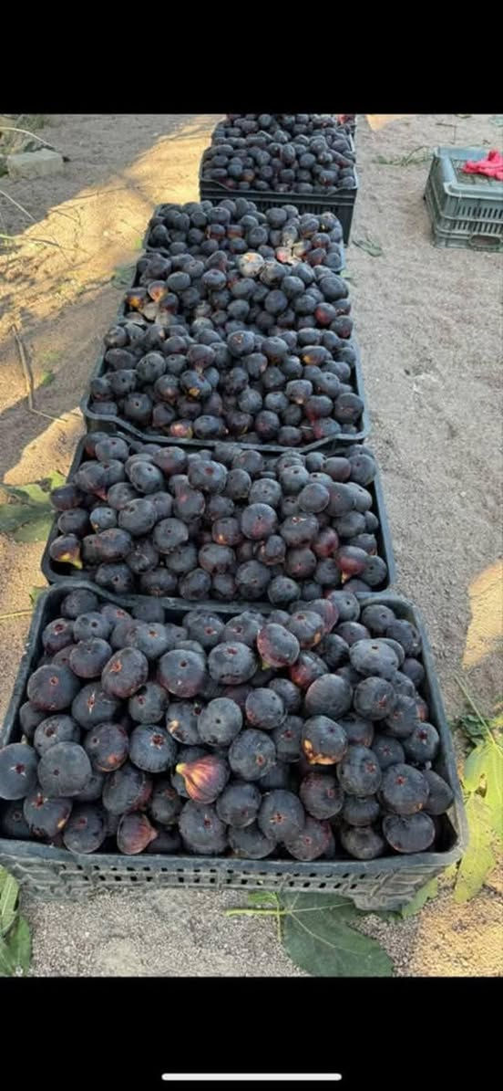 مزرعه للبيع 
مساحه دونم مسيجه من أربع جهات 
ماي وماطور خاص بيهه ع طريق السنيه مقابل الجامعه الاهليه تبعد عن الشارع 200 متر 
رقم الهاتف ***********
ماء اسأله كهرباء وكذالك ماي شط خاص بيهه
