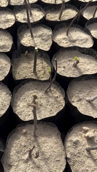 اشجار فاكهة • تين • اليوسفية علوة الرمل