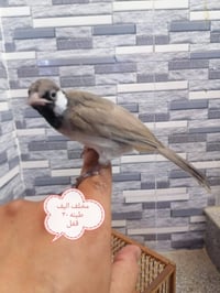 بلابل • أليفات • نجف النداء