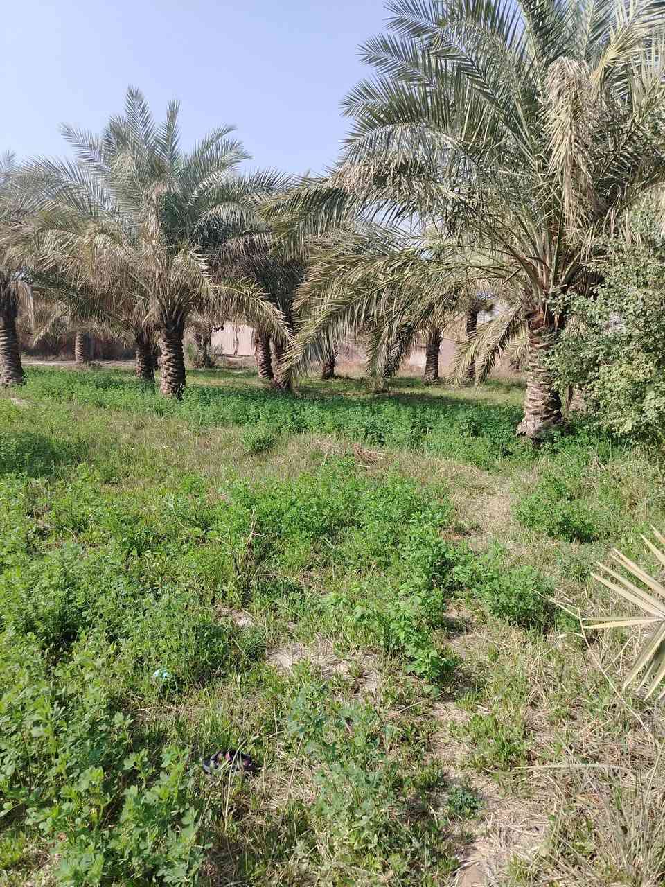 ارض مساحة 2000م/ الواجها 29 النزال ٦٨ يوجد فيها ٤٤ نخله ثويثي
على شارع تبليط كهرباء متوفرة + ماي حلو + ماي سكي

  حي الجوادين شارع أنشائية أمل الجنوب تتوفر كافة الاحتياجات في المنطقة 🌹

للأستفسار الاتصال على هذا الرقم

***********
