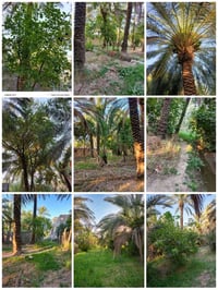 بستان للبيع • أرض للبيع • أرض زراعية • كراجة • دونوم وربع • مساحة 3125...