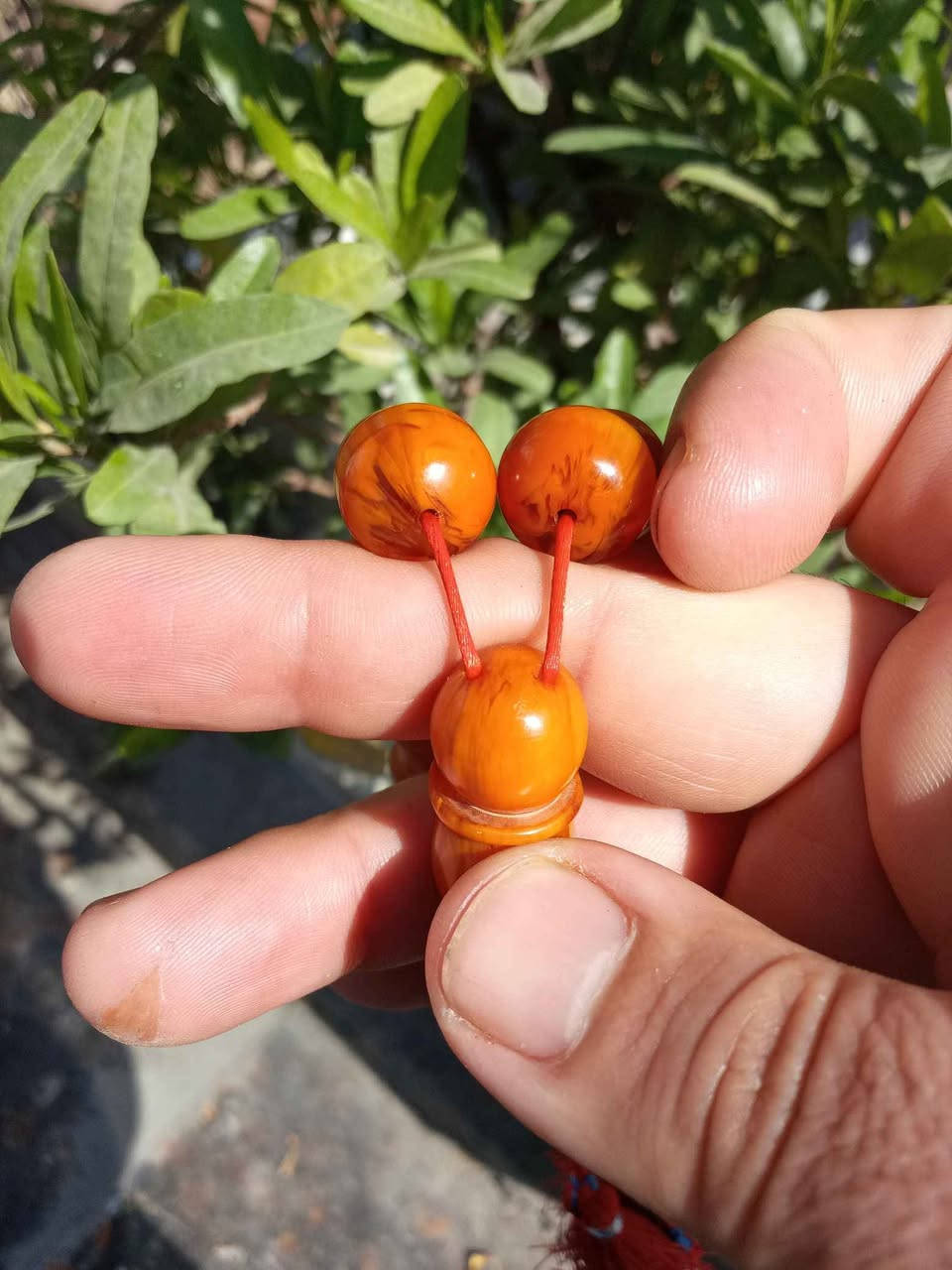 مسبحه اقتناء شخصي.سندولس الماني جراخه باكستان قديم وشرط ريحه عطاب فؤؤؤؤل 
33حبه.مغلفه طبيعي ماخذه لون مدعبل حجم وسط 13ملم.وزنها 91غ..
سعر100الف مع أجور التوصيل جميع مناطق العراق بغداد, العراق


**إذا كنت صاحب هذا الإعلان وتريد حذفه لأي سبب، رجاءا أرسل رسالة إلى الدعم الفني**