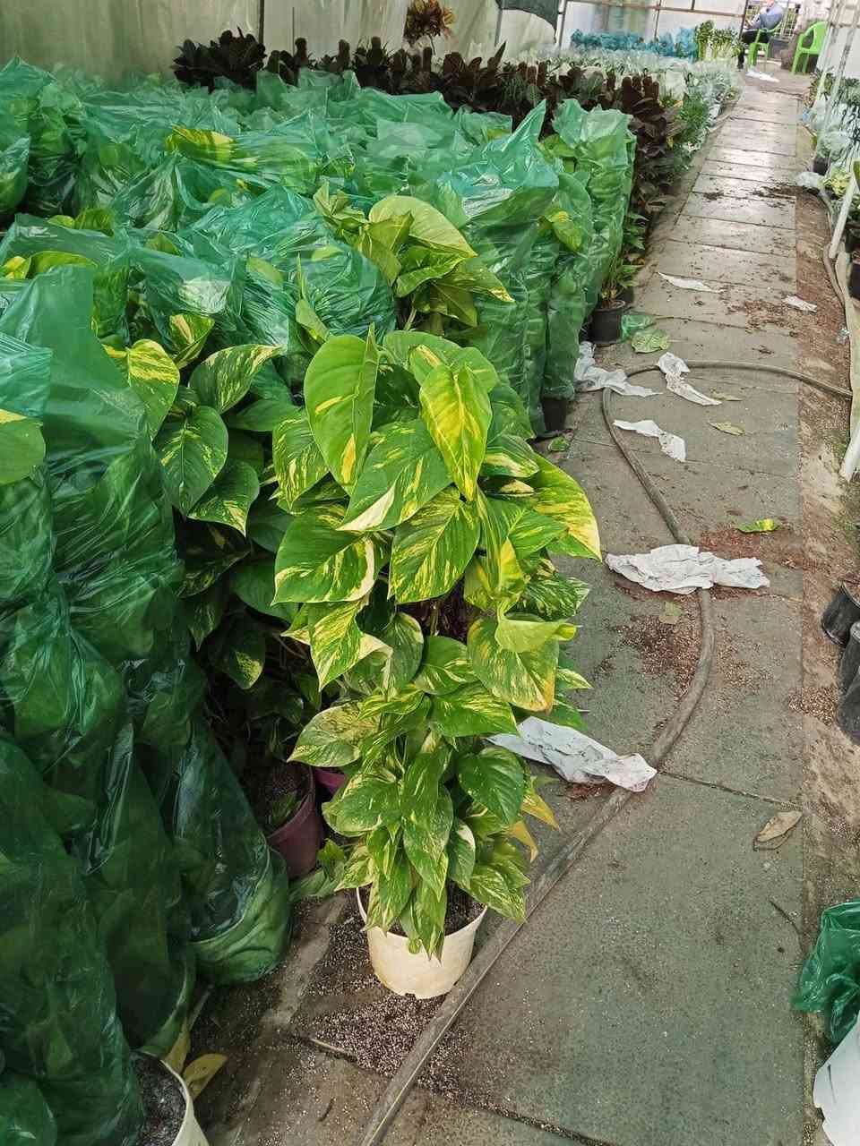 البيوت التي تسكنها النباتات تسكنها الطمأنينة 🕊️
أحيطوا أنفسكم بالجمال فالعين تعشق ما ينمو💚
للاستفسار ع رقم او يتفضل خاص ***********
 #أزهار_ونباتات_معرض_زهره_الگاردينيا
