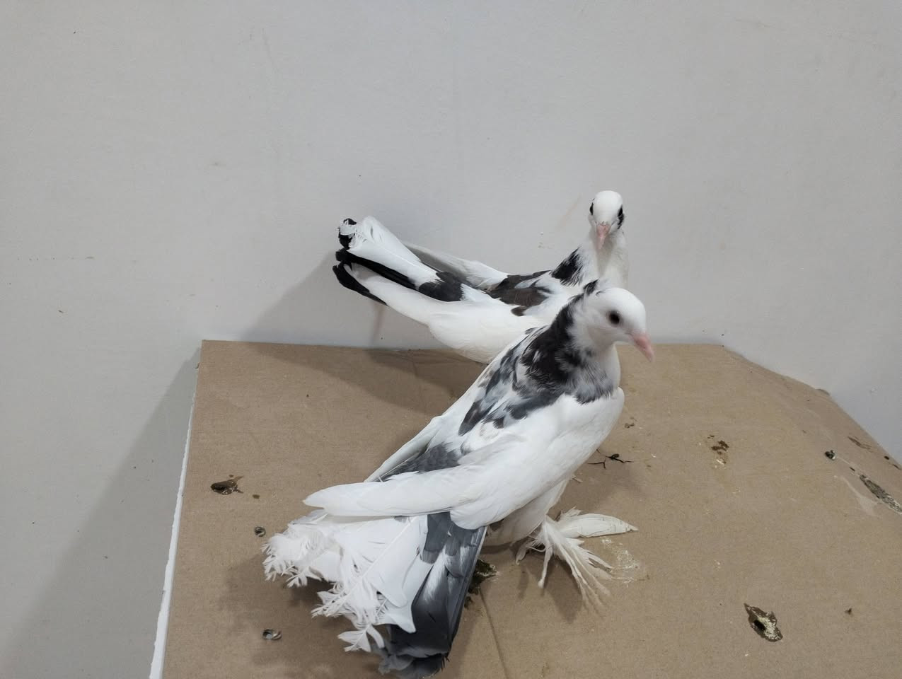 للبيع طيور هنداويات كلهن طيره وفحل العدد سبع زواج سعرهن مناسب كلمن وسعره


**إذا كنت صاحب هذا الإعلان وتريد حذفه لأي سبب، رجاءا أرسل رسالة إلى الدعم الفني**