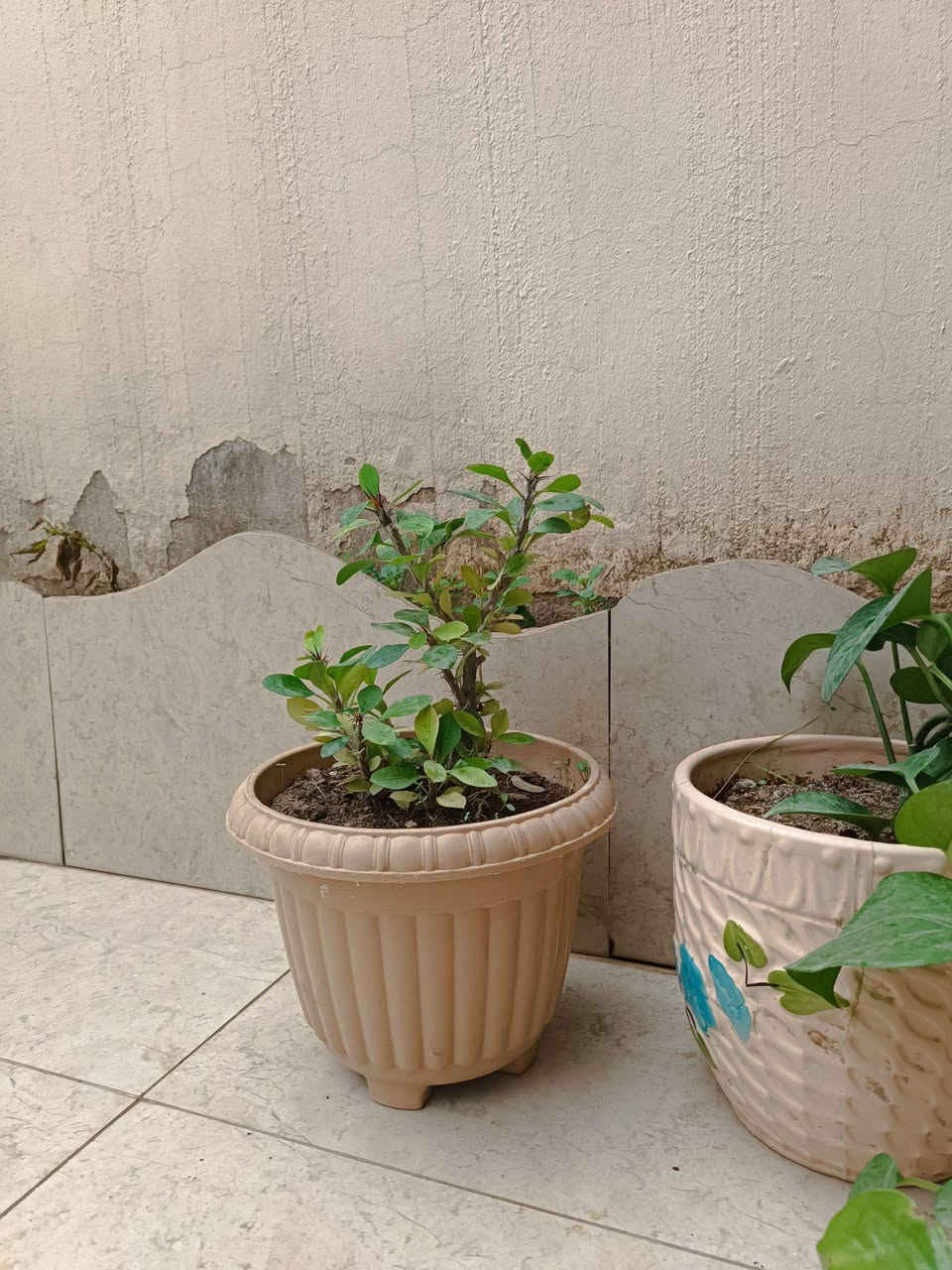 ئینجانە بە گوڵەوە بۆ فرۆشتن هەرسێکی 20 هەزار
کەلار شەهیدان  📞 *********** كالار, السليمانية
