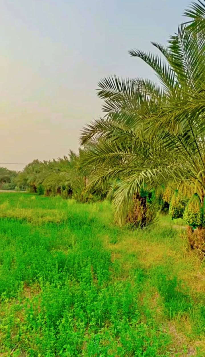 بستان للبيع 

واجهة 100 متر على الشارع المساحه دونم ونصف يحتوي على بيت ثلاث غرف جاهز للسكن ويحتوي على 30 نخله مثمره نوعيه ممتازه وكذلك يحتوي على حمضيات وتين ونبگ مطعم أكثر من صنف ، كل الخدمات متوفره  ماء اساله تبليط بالباب ومحوله كهرباء البستان مُحكم  بسياج  BRC  من ثلاث جوانب ، المهتم يجي يشوف المكان ونتفق 

📌 الموقع قرب مضيف ال حفاظ 

🔻 ملاحظة : ممكن بيع نصف المساحه مع البيت للاستفسار ***********
