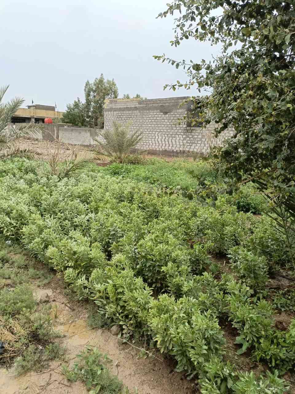 قطعه ارض للبيع مساحه 650 متر + مشتمل قرب شركة ببسي بغداد وكلية طيبه ***********
***********
