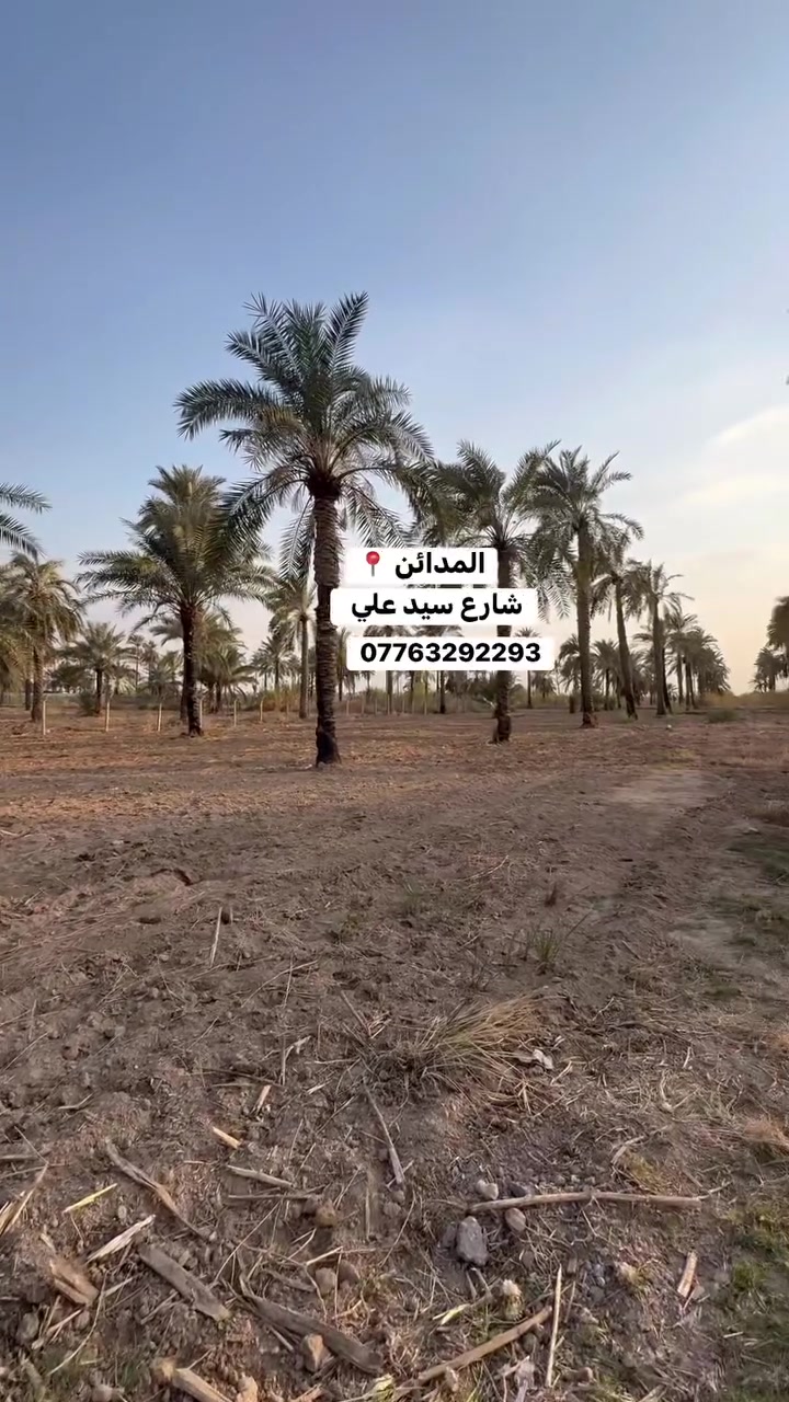 السلام عليكم دونم للبيع طابو ملك صرف 
المدائن شارع سيد علي 
واجهه الدونم 23
خدمات كامله يحتوي على نخيل 
للاستفسار الاتصال ***********
