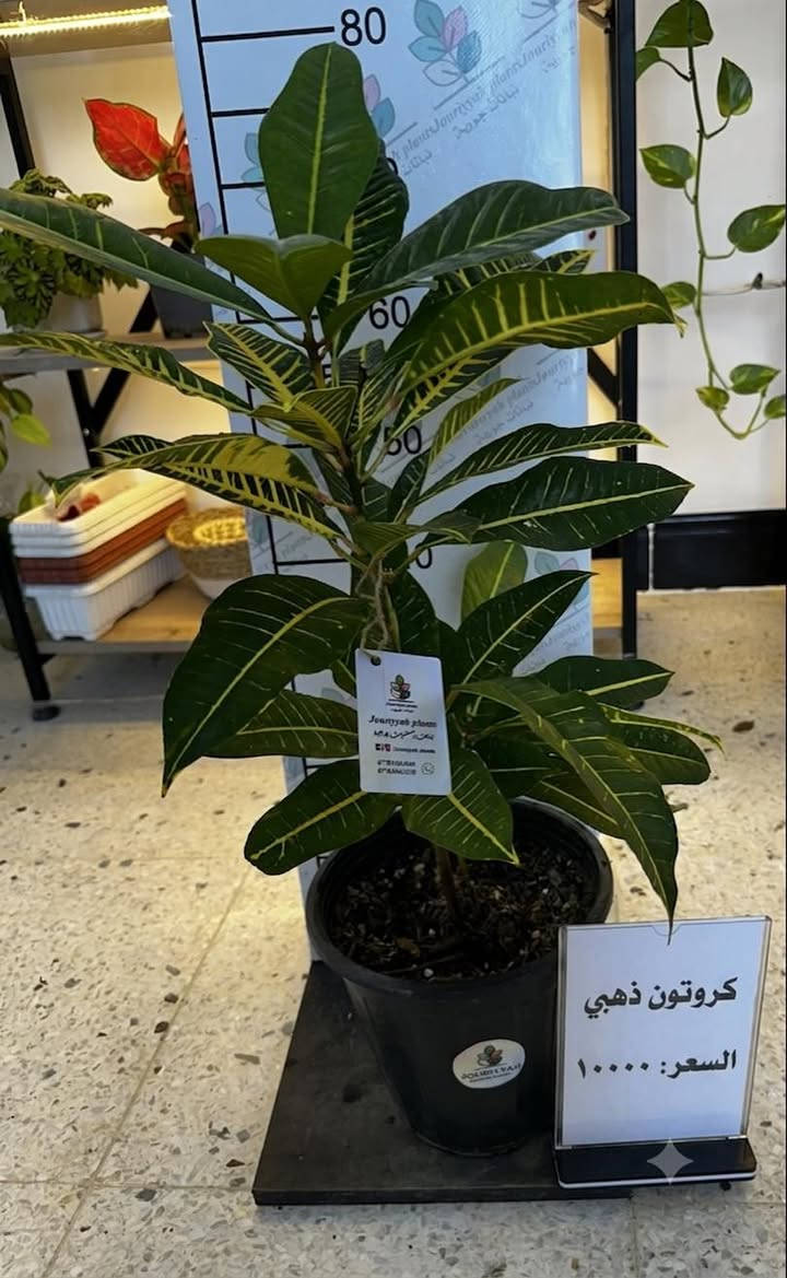 وجبة نباتات 🪴 جديدة  نظيفة تم ملائمتها لاجواء المنزل  🏡 وتسميدها قبل العرض
 سارعو بالحجز قبل نفاذ القطع مع هدية 🎁 بسيطة للطلبات التي تتجاوز ال ٢٥٠٠٠


**إذا كنت صاحب هذا الإعلان وتريد حذفه لأي سبب، رجاءا أرسل رسالة إلى الدعم الفني**