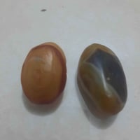 داوودي • للبيع • بغداد