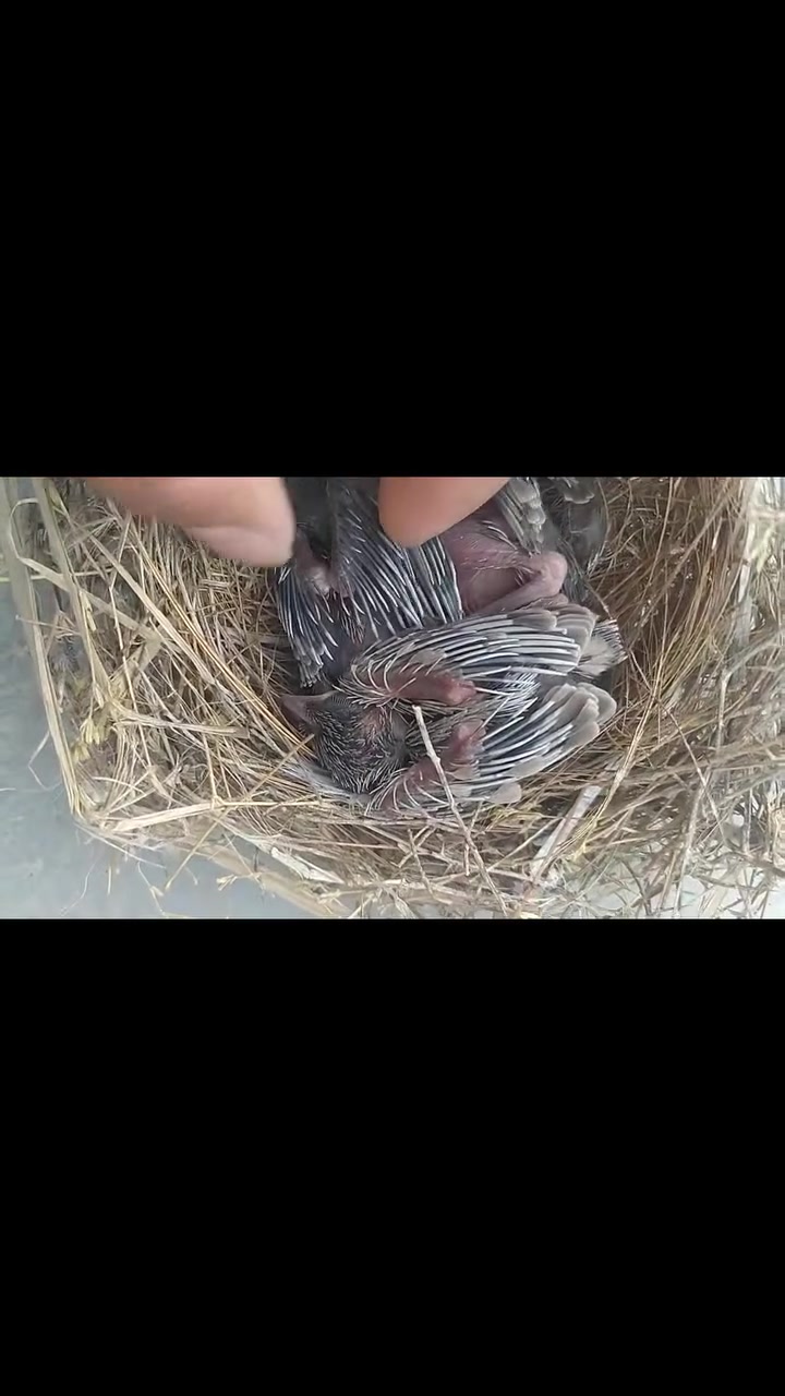 بلابل للبيع السعر خاص عدد 3 عمرهن 6 ايام الي يريدهن يراسلني خاص


**إذا كنت صاحب هذا الإعلان وتريد حذفه لأي سبب، رجاءا أرسل رسالة إلى الدعم الفني**