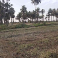 يوجد أرض زراعيه للبيع المساحه خمسه دونم العنوان كوت اليوسفيه الاستفسار...