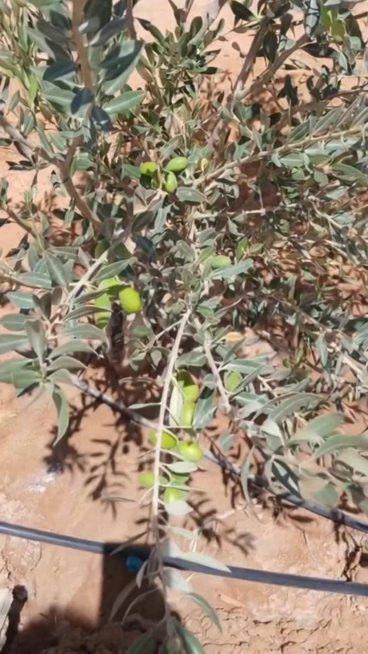📌 استثمارك في مصر بقى أسهل وأأمن…
معانا كل خطوة ليها نظام واضح وعقود تحفظ حقك بالكامل، بداية من التعاقد لحد المتابعة والتسويق.

نوفر لك:
✔️ عقود رسمية موثقة
✔️ عقود إشراف ومتابعة كاملة
✔️ عقد تسويق لضمان أفضل فرصة للبيع والتسويق
✔️ تقارير وصور دورية من أرض الواقع
✔️ متابعة مستمرة وإدارة متكاملة لمشروعك

لو إنت خارج مصر وبتفكر تبدأ استثمار مضمون بإدارة موثوقة، إحنا معاك خطوة بخطوة حتى تشوف استثمارك بيكبر قدامك🌿

تواصل معنا 📲 : 
01222307392
01228224313

للتواصل عبر الواتساب 📩 : 010 99355191
 #الاشراف_نزرع_ثقه_ونحصد_ثروه #نخيل_مجدول #واحة_الاشراف


**إذا كنت صاحب هذا الإعلان وتريد حذفه لأي سبب، رجاءا أرسل رسالة إلى الدعم الفني**