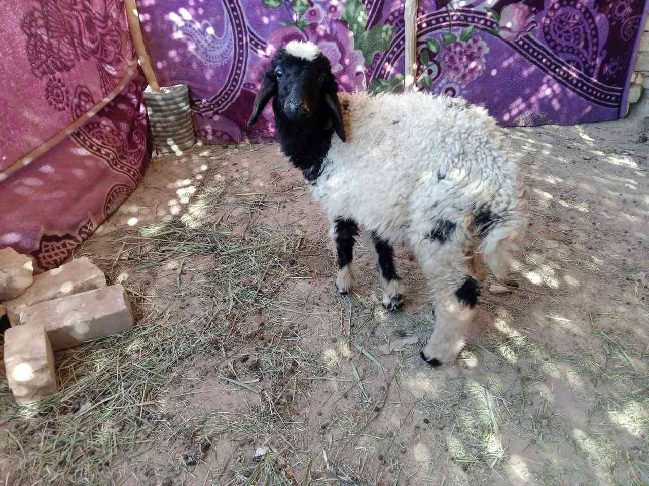 طليان ذكر ونثيه يرهمن نذر وجني وگصابه شرط الصحاه
سعر الذكر ٢٠٠ بي مجال والنثيه ١٦٠ بيهه مجال مكاني قضاء 

الفهود والشراي يدلل وبخدمته ***********
