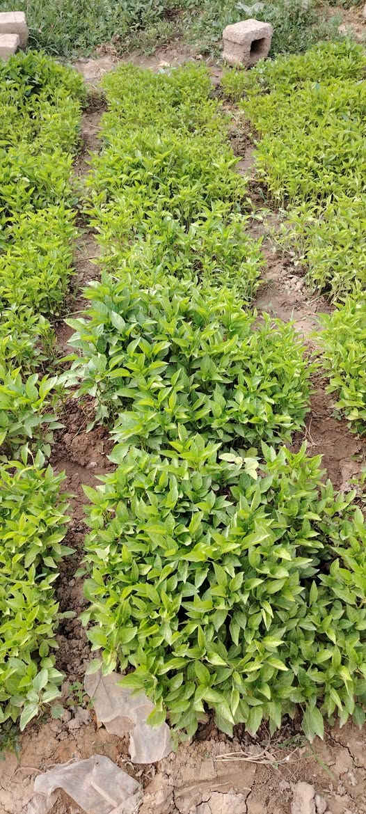 يوجد شتال للبيع
فلفل وبيذنجان وطماطه
اللوح ب5000 الاف
الحويجه حي 8شباط
الرقم ***********
***********
