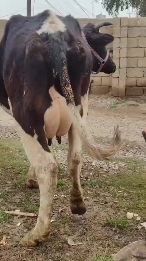 اخوان يوجد بقره حليب
وراها حوليه جنس اصليه
دابه خشنه ونضيفه خط اول مالت بيت مكفله كافت شروط 10 ايام اي عيب بيها مرجوعه وين جنايه وين اهل نضيف دابه بخت جناي
دسامه شرط حلال بخت جناي
شرقاط قريه شكرا
***********
