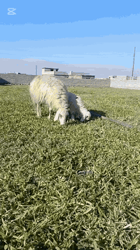 الشرقاط شكرأ • نعجه رقوث • وراه فطيمه