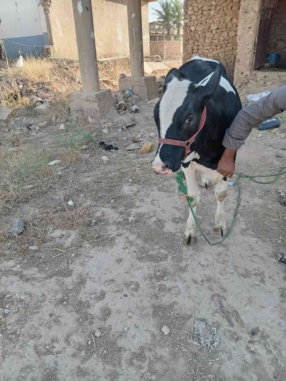 السلام عليكم بكره فريزيه زراعيه السعر 2600 اتصال على الرقم ***********
