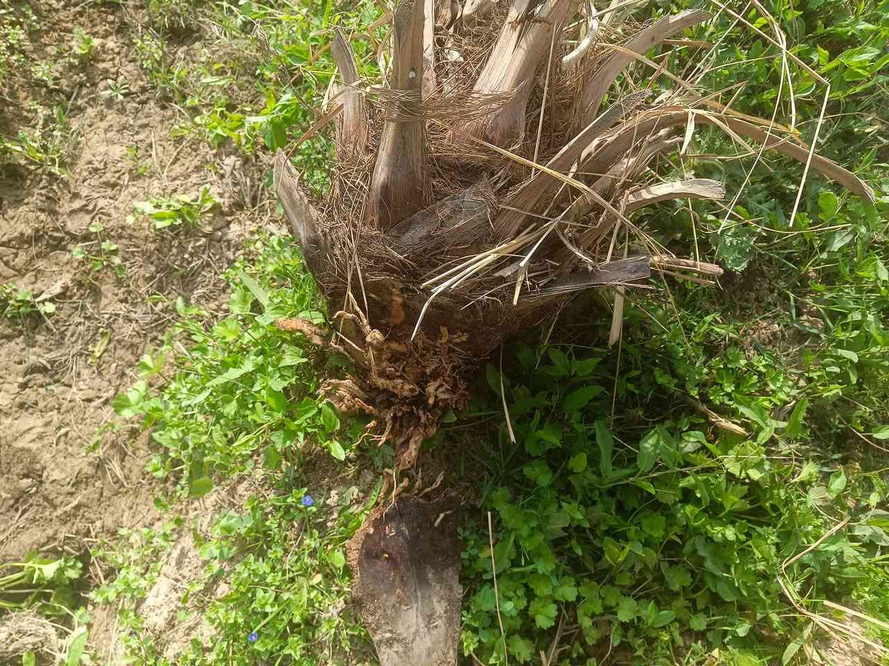 فسائل نخيل شويثي  درجه اولئ سعر الفسيله 7الالف مكان النصر قريه خفاجه ***********
