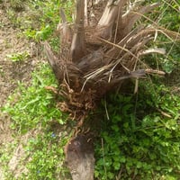 فسائل نخيل • شويثي • قرية خفاجه