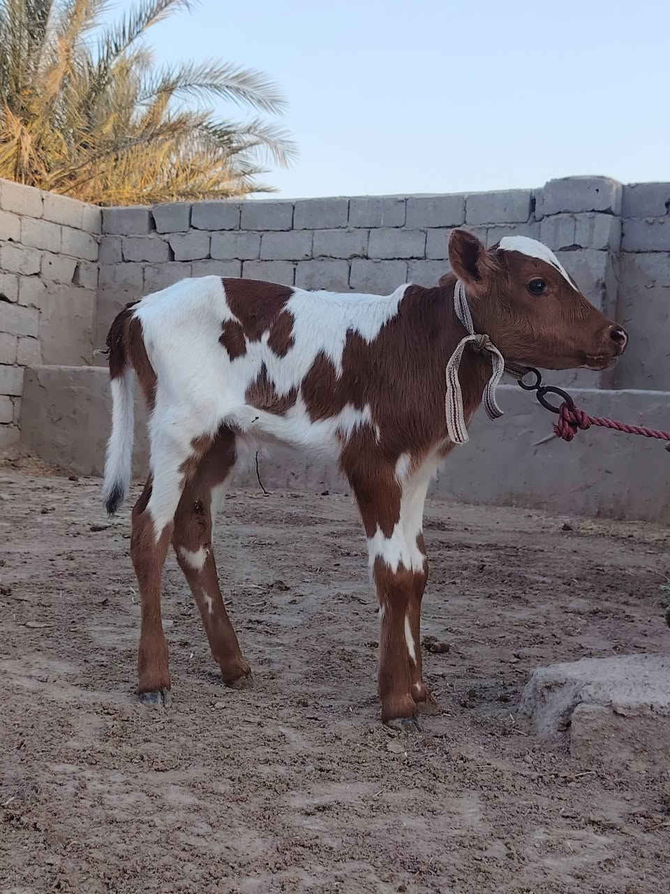 ماشاء الله تبارك رحمان دابه أم ثالث بطن وراها عجل تحلب وكتين وينه ليدور دابه مالت جناي مينه مجنيه يواحد يحلبهه صاحبت ماعون وشطر وهشه بلحليب شرط لحليب ودسامه مالت عايله حلوه وخشنه مشروطه كافه شروط لجني لسعر 2800 لمكان بابل شوملي لسفسار،، ***********,///***********
