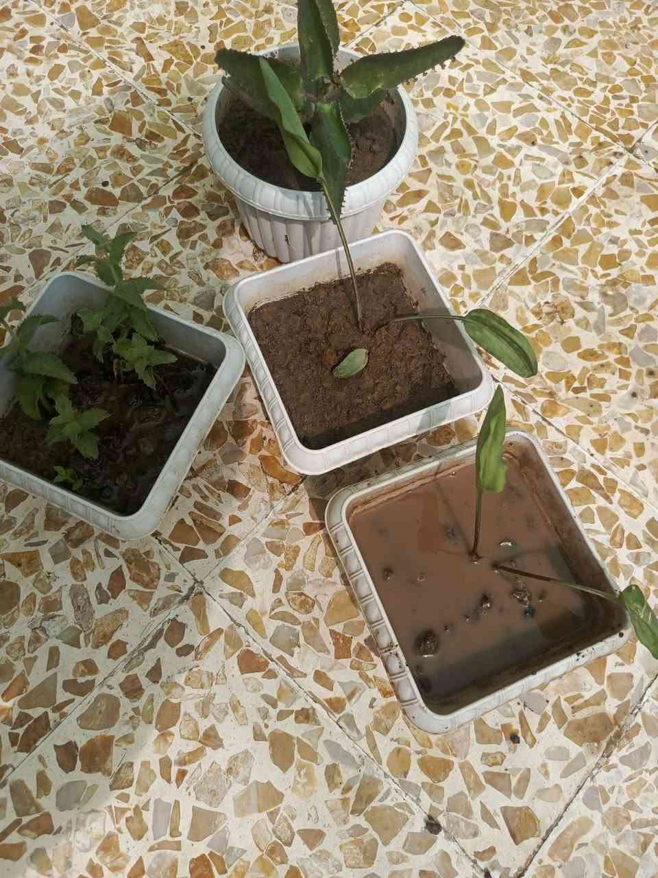 نباتات كلهم على
الف بس القحف الاصفر 3


**إذا كنت صاحب هذا الإعلان وتريد حذفه لأي سبب، رجاءا أرسل رسالة إلى الدعم الفني**