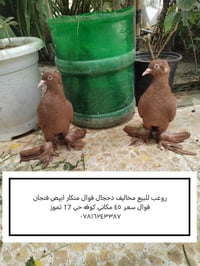 رواعب • كوفه • حي ١٧ تموز