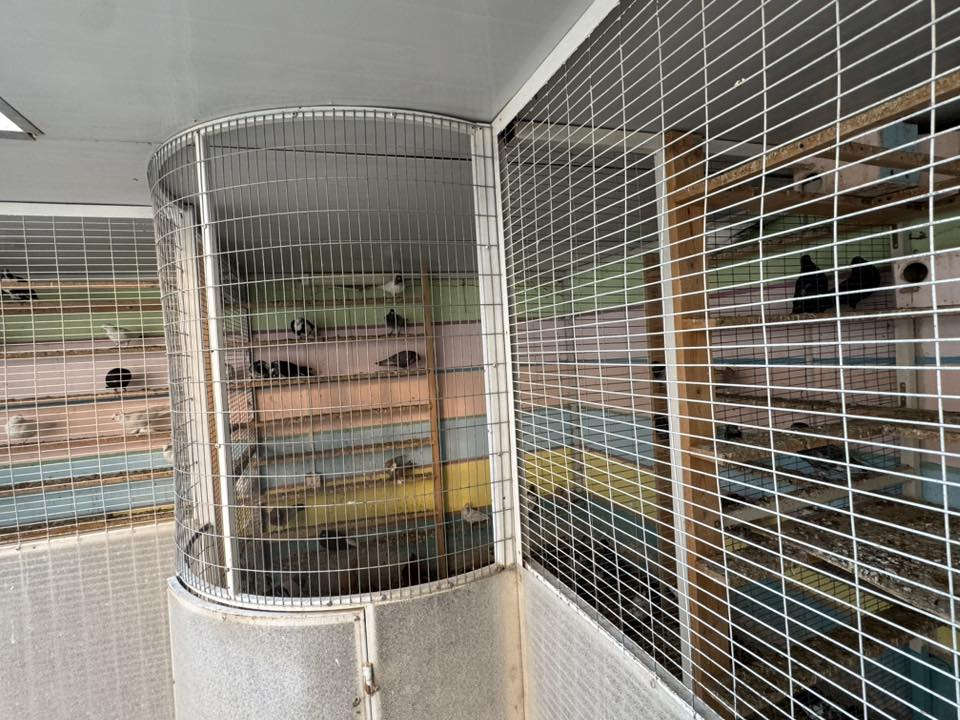 للبيع$
قفص أو برج يصلح لطيور الزينة أو لتبرير الحمام مساحة الجهة الواحدة 3امتار والمنتصف نصف دائري ارتفاع 2متر حديد ثقيل وسقف سندويج مقسم خمس أبراج في متر ونص رقم تليفون *********** اتصل وتدلل المكان الأسكندرية الإسكان الصناعي
