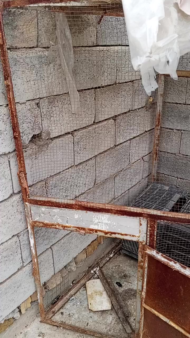 سلام عليكم قفص زاويه حديد البيع السعر 35 وبي مجال شراي ادخل خاص


**إذا كنت صاحب هذا الإعلان وتريد حذفه لأي سبب، رجاءا أرسل رسالة إلى الدعم الفني**