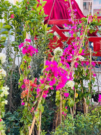 اشجار مثمرة • توصيل مجاني • كراج الفراحنه