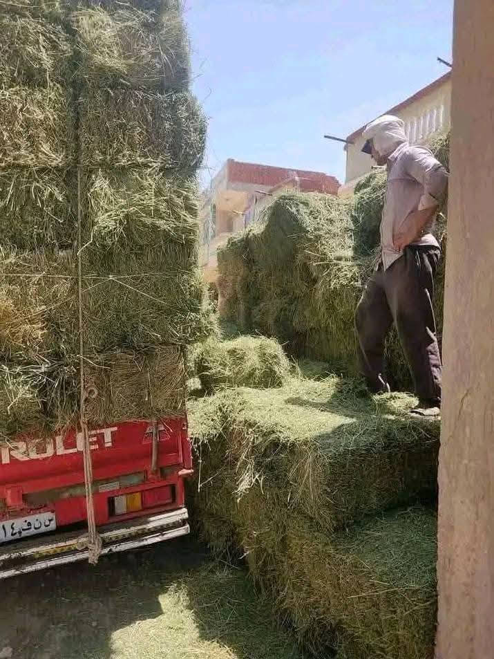01006744963السلام عليكم ورحمة الله وبركاتة
مبدئيآ مفيش دفع عربون غير لما الشغل يوصلك 01006744963
يوجد بفضل الله أجود انواع الدريس الحجازي ☘️ بجوده عاليه وتنفيز فوري نسبة بروتين عليه 🍀من 18ل 22٪ مجفف تماما  خالي من الحشائش والاتربة  ويوجد ايضآ برسيم حجازي اخضر بلطن ويوجد برسيم بلدي بلقيراط 
للتواصل واتساب او تليفون 
01008354870


**إذا كنت صاحب هذا الإعلان وتريد حذفه لأي سبب، رجاءا أرسل رسالة إلى الدعم الفني**