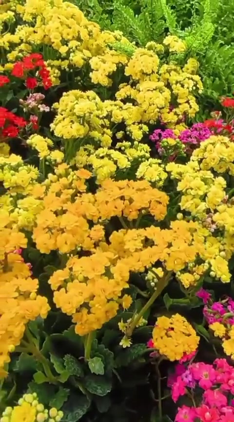 مساء السعادة ايها الاحبة 🍎🍎
**********************أسف عن الانقطاع 
قبل الايام العيد سوف  نوفر لكم جميع النباتات الدائميه  متابعيني الكرام وبسعار ترضيكم وميكون اله خاطركم طيب 
زورونا في مشتلنا المتواضع 
 🪴🪴🪴🦋💕
📩 للاستفسار والمراسلة عبر الواتساب:
***********
🚚 خدمة توصيل داخل ناحية الحمزة فقط
🧑‍🌾 ويوجد كادر متخصص للتنظيف والزراعة
📍 العنوان:
بابل – الحمزة الغربي
حي الحسين – قرب عباس برهي للجملة
مقابل مدرسة المكرمه 
💚 زيارتكم تشرفنا ونورتونا بأي وقت

🌿

🌿
