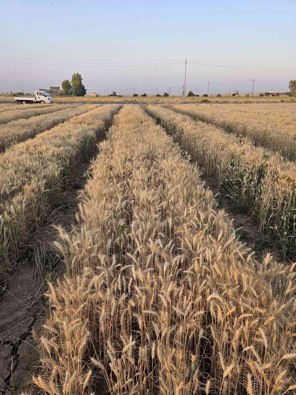 🌾 من قلب الميدان.. كيف نختار لك أفضل صنف حنطة؟ 🌾
​في مكتب الرافدين للزراعة الحديثة، نؤمن أن الإنتاج الغزير والناجح لا يأتي بالصدفة، بل يمر عبر حقول التجارب والبحث العلمي الدقيق! 🔬✨
​حالياً، تخضع حقولنا التجريبية لمتابعة مستمرة وقراءات دورية صارمة لمجموعة من أصناف الحنطة الواعدة. نحن لا نكتفي بالكلام النظري، بل نراقب كل صنف خطوة بخطوة:
​معدل النمو وقوة الجذور.
​مقاومة الأمراض والظروف الجوية.
​كثافة السنابل وامتلائها.
​🎯 الهدف؟
​مقارنة دقيقة بالأرقام والنتائج الميدانية، لنستخلص في النهاية "الصنف المميز" الأقوى إنتاجية والأعلى جودة، ليكون بين يديك في الموسم القادم وأنت مطمئن 💯.
​✨ مكتب الرافدين.. مستشارك الموثوق من البذرة وحتى الحصاد.

تابع الصفحه  ليصلك كل ما هو جديد
#الرافدين_للزراعة_الحديثة


**إذا كنت صاحب هذا الإعلان وتريد حذفه لأي سبب، رجاءا أرسل رسالة إلى الدعم الفني**