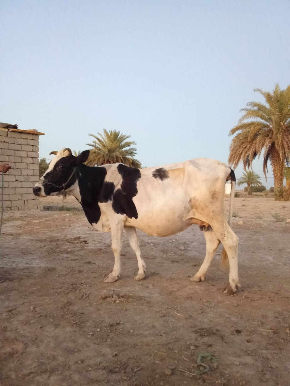 يا الله اللهم صل على محمد وال محمد
لجاب للبيع شرط الجني مشروطات على كل عيب 

وحده ترهم گصابه وترهم جني ام ثاني بطن السعر. 1600

ولثانيه تحلب بدون ابن شرط النصاحه والجني السعر 1250

المكان بابل الشوملي ***********. بي واتساب
