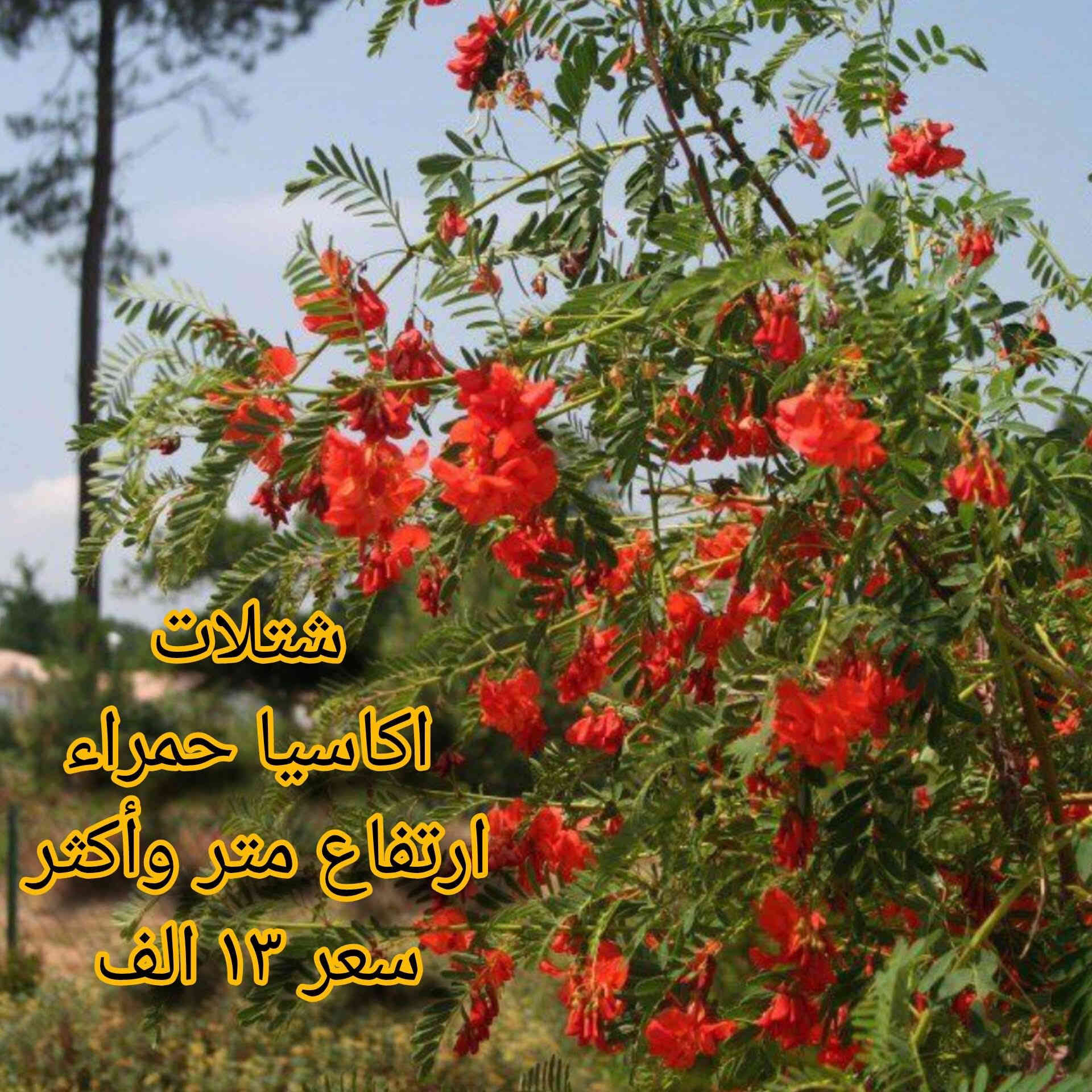 🌿 مشتل نباتات نادرة 🌿
توفرت مجموعة مميزة من أجمل النباتات 🤩
كل نبتة بجمالها وسحرها الخاص 💚

📦 التوصيل متوفر لجميع محافظات العراق
📞 ***********

خلي لمسة الخضار والجمال ببيتك أو حديقتك 🌿✨
