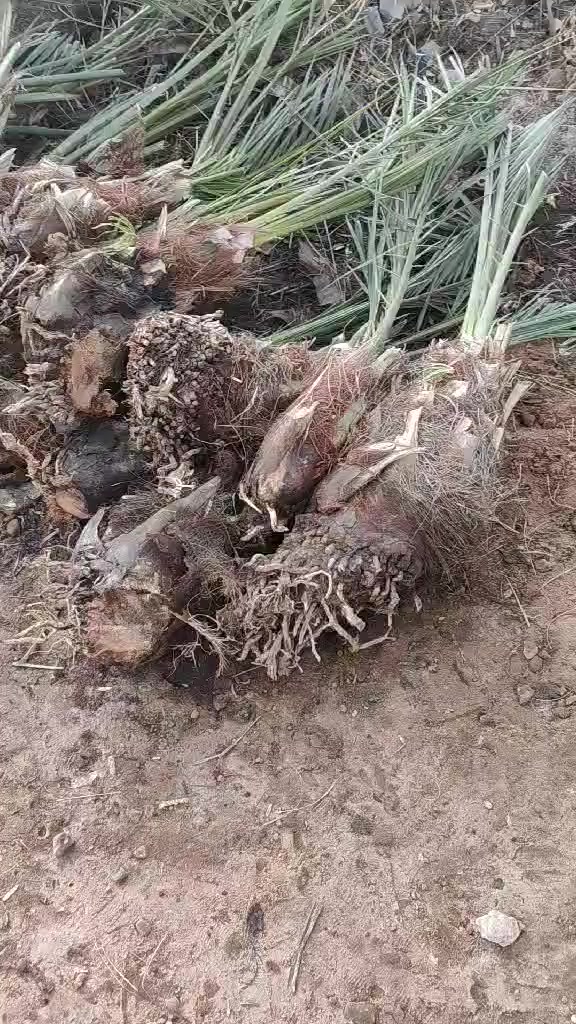 سلام عليكم  عندي تالت زاهدي لبيع العد 50 المكان كربلاء وهاذه رقمي ***********
