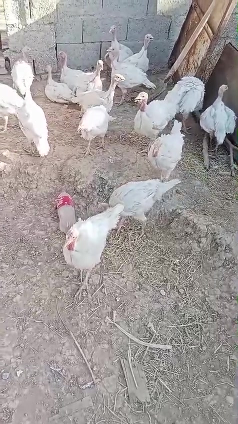 متاح افسيفس كندي الوزن الثقيل 🦃 
✅العمر ثلاثة أشهر 
🥼 معالجات وملقح بالكامل شرط الصحة 
🚕 يوجد توصيل حسب الاتفاق 
📌للحجز والاستفسار الاتصال بالرقم *********** أو *********** العنوان كركوك ناحية يايجي
#افراخ_فسيفس_دجاج_حيوانات_الاليفة_دواجن_محبي_الديك_الرومي_سوق_الغزل_سوق_الطيور_محميات_مفاقس_مزارع
#كركوك_داقواق_الحويجة_الدبس_تكريت__بيجي_سامراء_الموصل_الانبار_بغداد_سامراء_الشركاط
