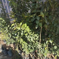 ورد جوري عراقي • انواع اشجار • حله ورديه