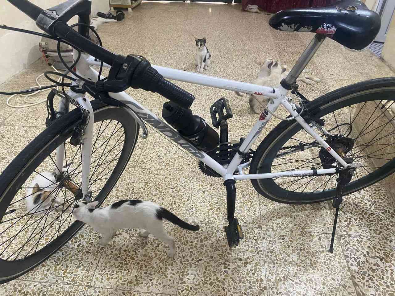 السلام عليكم بايسكل للبيع مال سباق ما بي اي عطل للسعر 
***********
