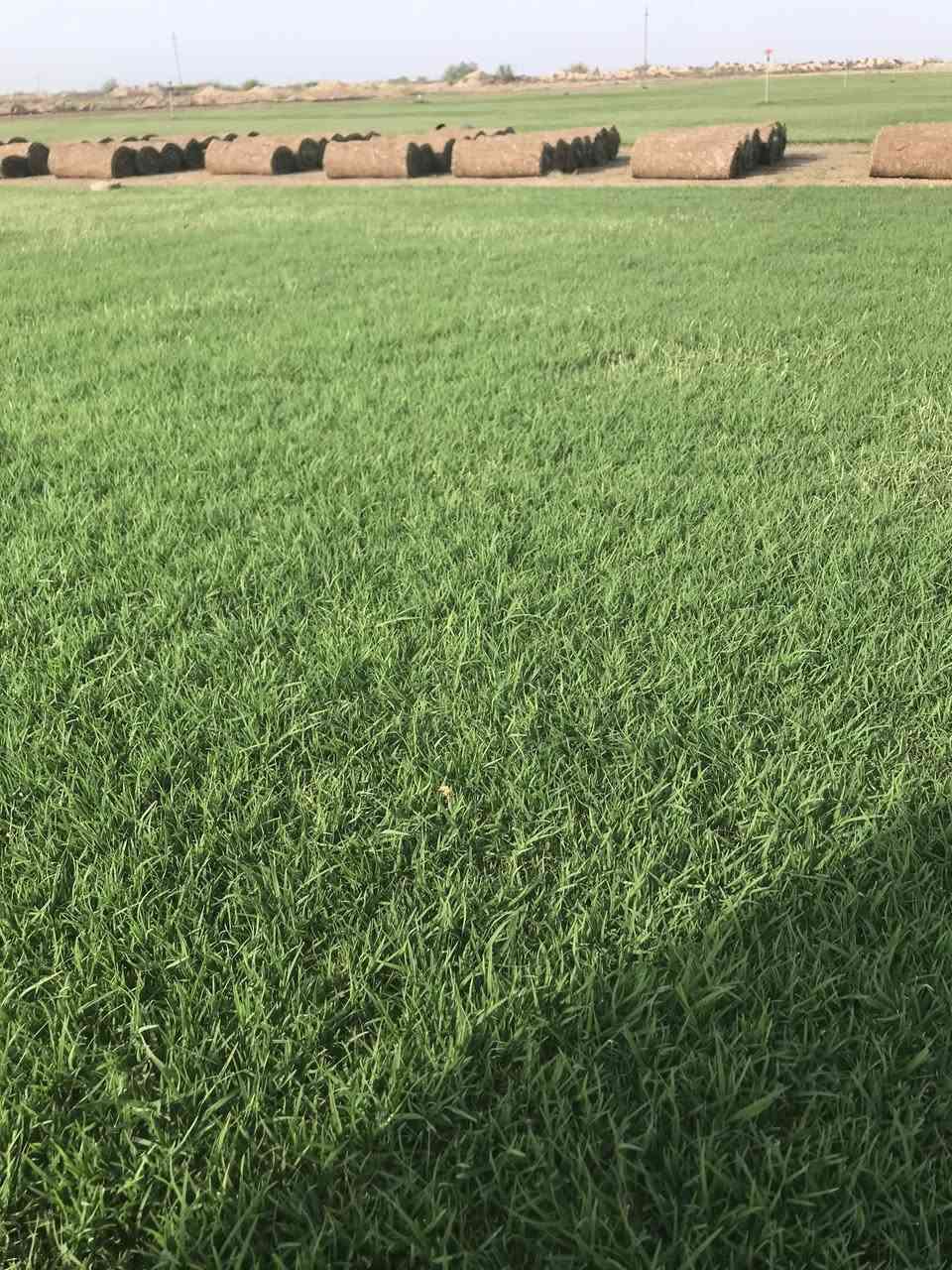 بمناسبة حلول شهر رمضان الثيل صار   سعر المتر المربع 1400 دينار فقط مع التوصيل.   اتصل يجيك الطلب لباب بيت التوصيل فوري ***********
