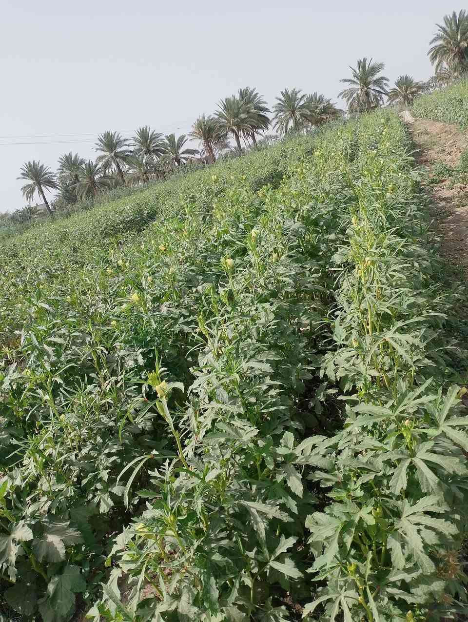 بذور بانيه الهلوبه درجه والئ متهده المكان بابل جبله رشايد فرع السادس ***********
