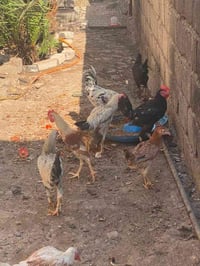 ديوك • ديج • ديكة • ديوك للبيع • ديكة للبيع • ديك كبير • دجاج • حيوانا...