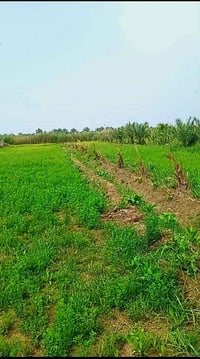 تابو زراعي • سند٢٥ • واجهه٢٢